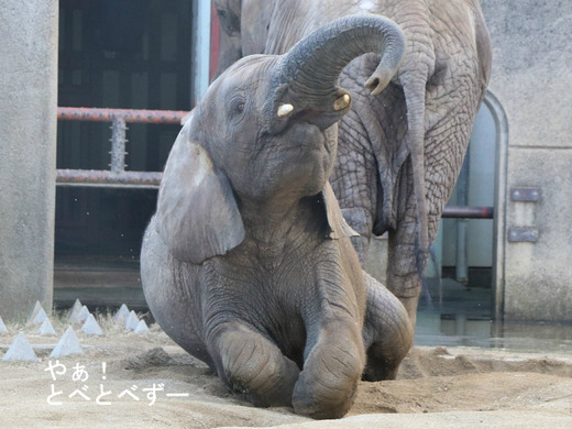 アフリカゾウ、アジアゾウ大好きブログ：やぁ！とべとべずー