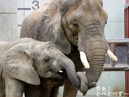 とべ動物園イベント:媛ちゃんの11歳のお誕生会開催