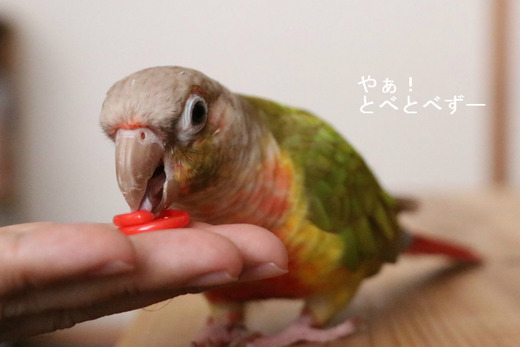 月刊『もみじ』16号発売！