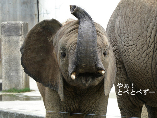 とべ動物園アフリカゾウのブログ：やぁ！とべとべずー