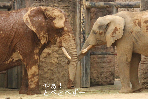 多摩動物公園アフリカゾウの砥夢くんのブログ:やぁ!とべとべずー