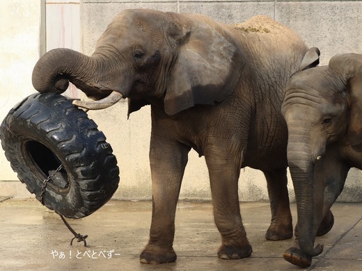 タイヤで遊ぶアフリカゾウのリカ母さん