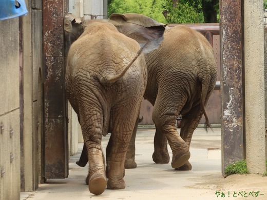 とべ動物園ブログ:リカ、ミワ、リリ花、クー、ミミ