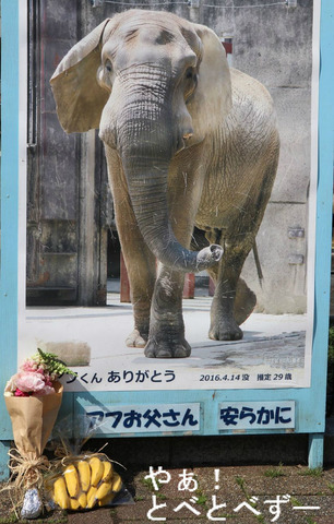 とべ動物園アフリカゾウのブログ：やぁ！とべとべずー