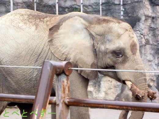 多摩動物公園に婿入りしたアフリカゾウの長男・砥夢（５歳）