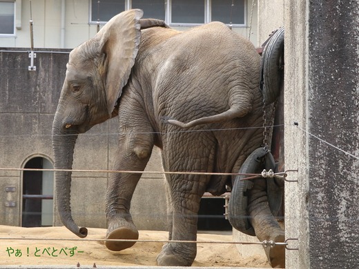 アフリカゾウの写真満載のブログ:やぁ!とべとべずー