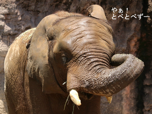 とべ動物園アフリカゾウ：アフ、リカ、媛、砥夢、砥愛