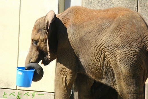 とべ動物園アフリアゾウ　媛