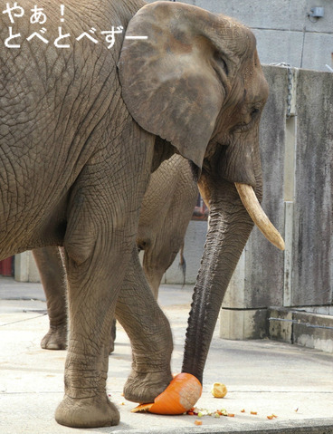 とべ動物園ブログ:やぁ!とべとべずー