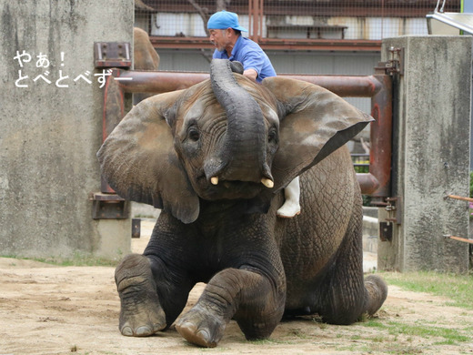 とべ動物園アフリカゾウのブログ:やぁ!とべとべずー
