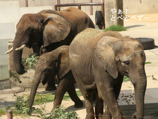 とべ動物園アフリカゾウのブログ：やぁ！とべとべずー