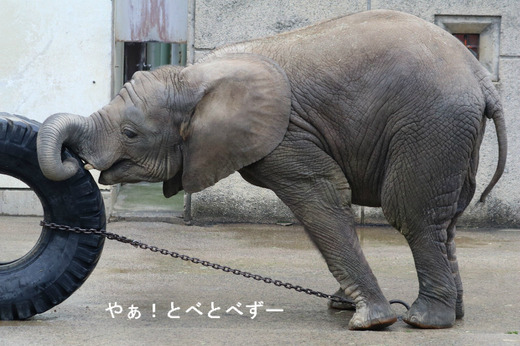 日本で唯一血縁関係のあるアフリカゾウの親子が暮らす愛媛とべ動物園