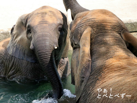 とべ動物園ブログ：ゾウ、ホッキョクグマ、ライオン、サーバル