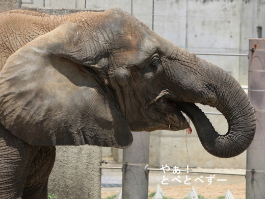 とべ動物園ブログ：やぁ！とべとべずー