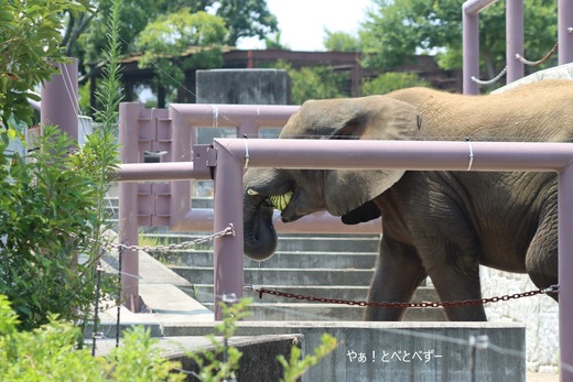 日本で唯一アフリカゾウの子象が見らえる愛媛とべ動物園