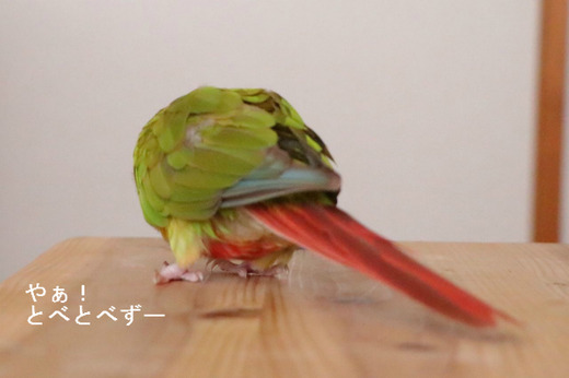 ウロコインコのおしり♪
