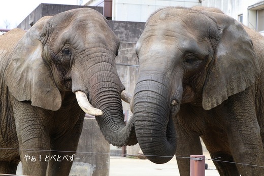 日本で初めて人工哺育で育った媛ちゃん：愛媛とべ動物園