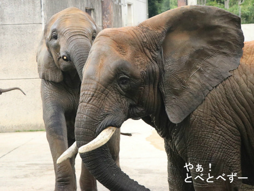 とべ動物園アフリカゾウのブログ:やぁ!とべとべずー