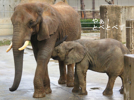 とべ動物園ブログ：やぁ！とべとべずー