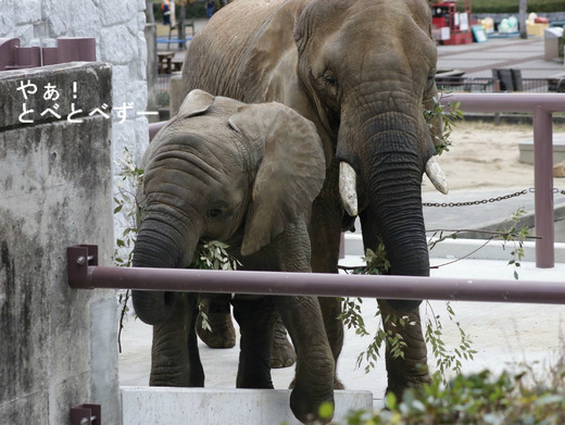 日本で唯一アフリカゾウの子象が見られる愛媛とべ動物園
