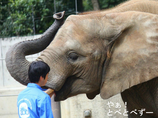 とべ動物園アフリカゾウのブログ：やぁ！とべとべずー