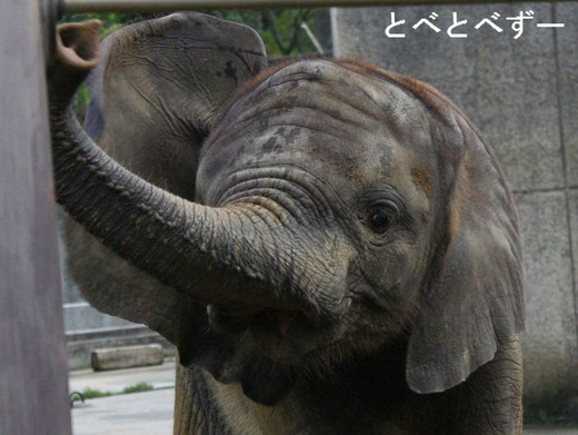 とべ動物園、しろくまピース、レッサーパンダの赤ちゃん