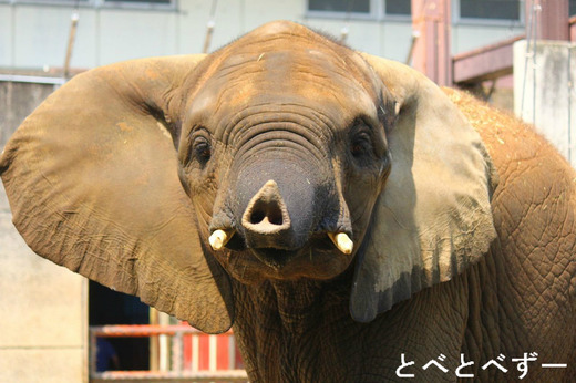 とべ動物園アフリカゾウのブログ：やぁ！とべとべずー