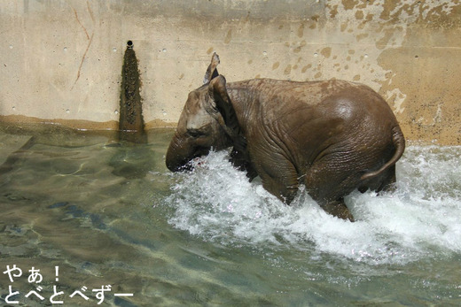 とべ動物園アフリカゾウ：アフ、リカ、媛、砥愛