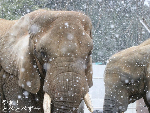 雪の中のアフリカゾウ：やぁ！とべとべずー