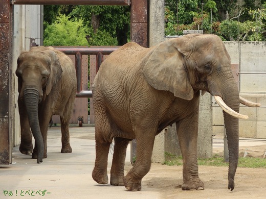 とべ動物園ブログ:やぁ!とべとべずー