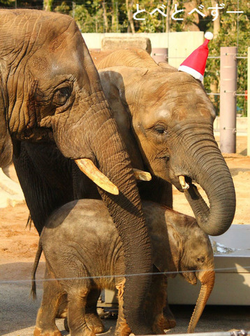 とべ動物園アフリカゾウ：リカ（母）、媛（姉）、砥愛（妹）