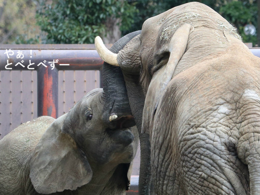 とべ動物園アフリカゾウの親子：リカ母さんと末娘の砥愛ちゃん