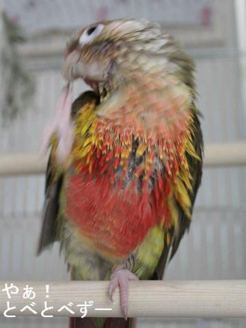 とべ動物園ブログ:ウロコインコ(もみじ)