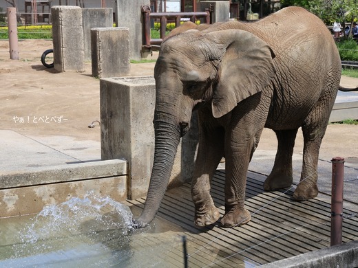とべ動物園アフリカゾウ：媛ちゃん（メス、１９歳）