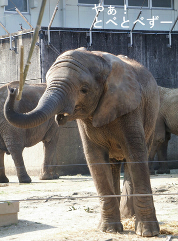 日本で唯一血縁関係のあるアフリカゾウの親子が暮らす愛媛とべ動物園