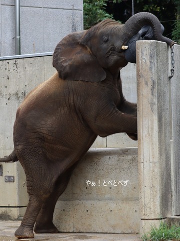 日本で唯一アフリカゾウの子象が見らえる愛媛とべ動物園