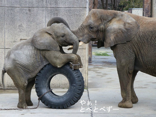 日本で唯一アフリカゾウの家族が見られる愛媛県立とべ動物園