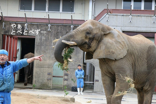 とべ動物園ブログ：ゾウ、ホッキョクグマ、レッサーパンダ、ライオン