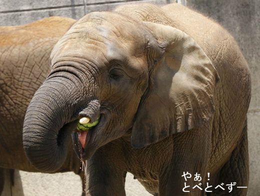 スイカが大好きな媛ちゃん