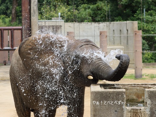 アフリカゾウのお転婆娘:砥愛ちゃん(愛媛とべ動物園)