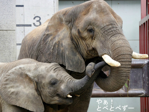 とべ動物園アフリカゾウ