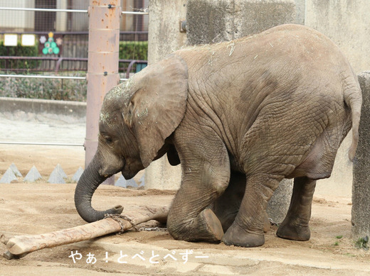 とべ動物園アフリカゾウ：砥愛ちゃん（メス、６歳）