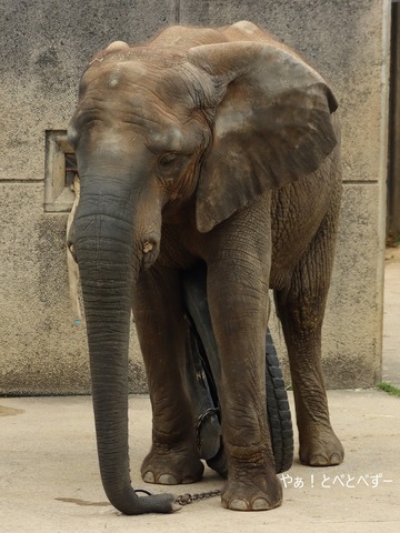 とべ動物園アフリカゾウ：媛ちゃん（メス、15歳）