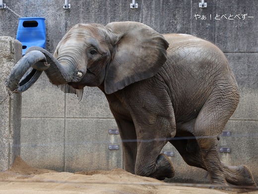 アフリカゾウ、アジアゾウ大好きブログ：やぁ！とべとべずー