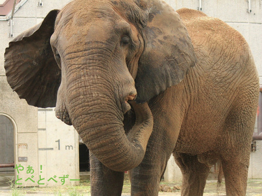 とべ動物園アフリカゾウのブログ：やぁ！とべとべずー