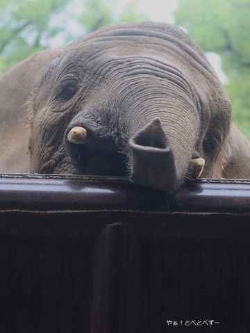 日本で最年少のアフリカゾウの砥愛ちゃん＠愛媛県立とべ動物園