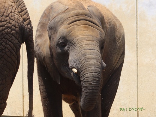 日本で唯一アフリカゾウの子象が見られる愛媛とべ動物園