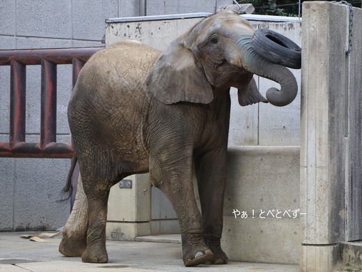 とべ動物園アフリカゾウ:媛ちゃん(メス、14歳)