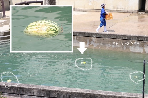 とべ動物園ブログ：やぁ！とべとべずー