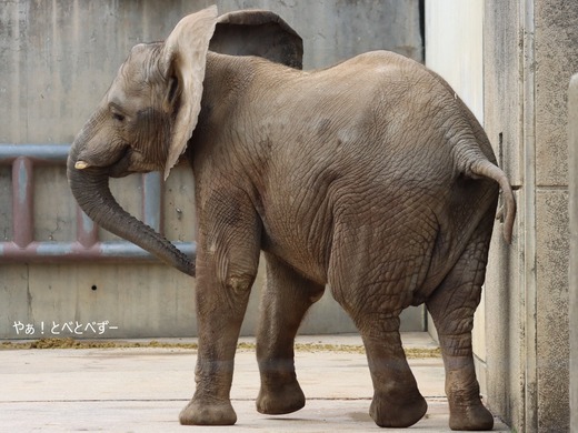 とべ動物園アフリカゾウのブログ：やぁ！とべとべずー